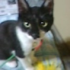 Tの人
